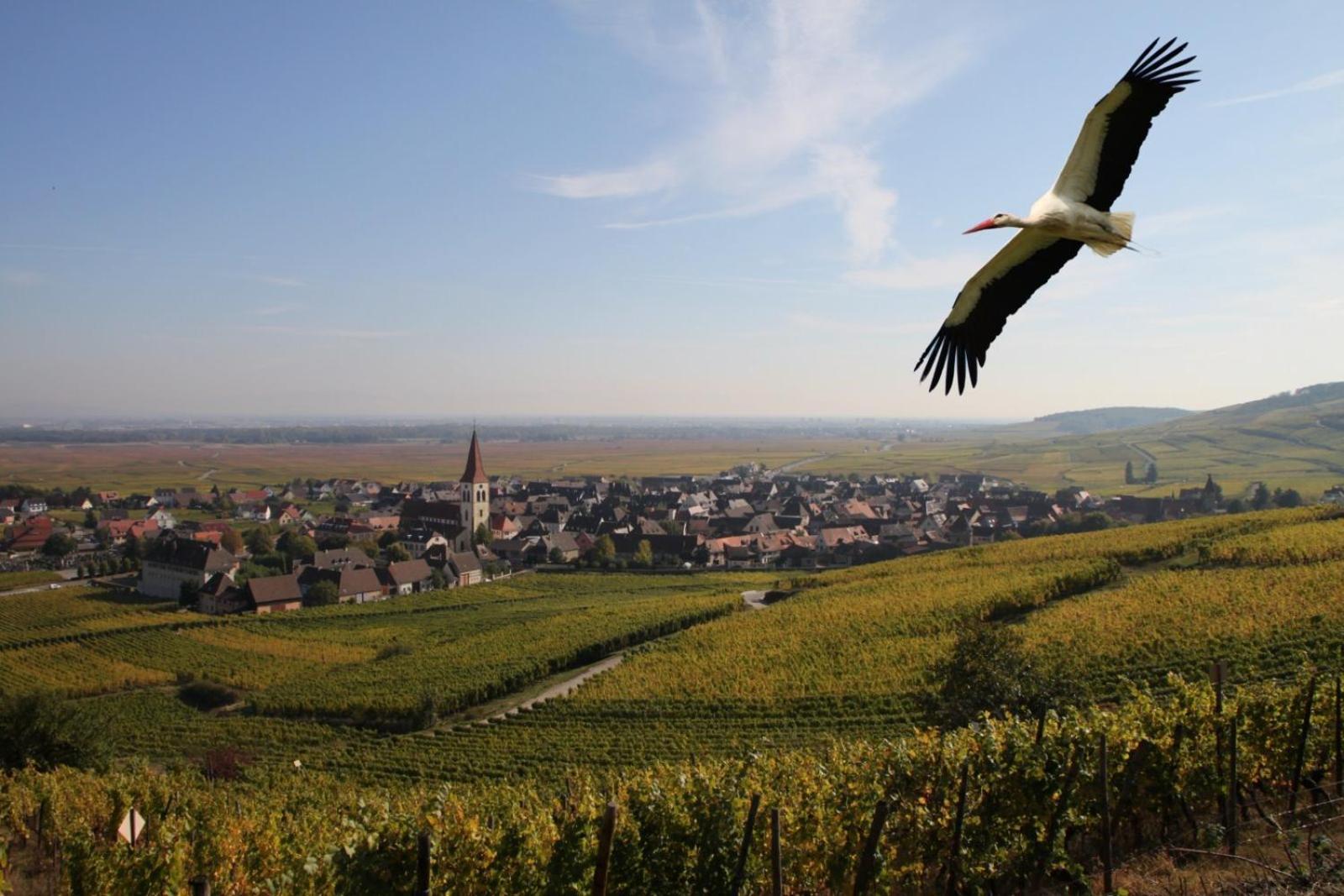 Les Chambres Du Vignoble Ammerschwihr Kültér fotó